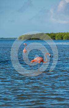 Flamingoes at Rio Lagartos Biosphere Reserve, Yucatan, Mexico