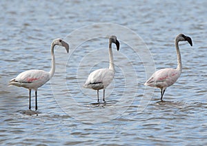 Flamingoes in a row