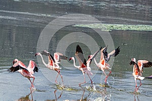 Flamingoes running on water photo