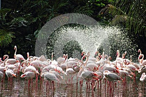 Flamingoes and water fountain