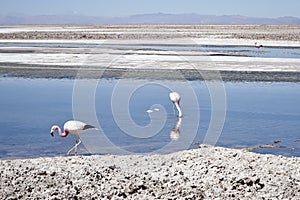 Flamingoes in the water at Los Flamencos National Reserve, Chile.
