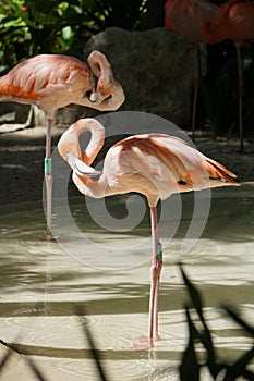 Flamingoes in Yucatan Peninsula, Mexico photo