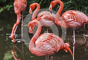 Flamingoes in Zoo of Sao Paulo, Brazil