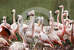 Flamingoes in Zoo of Sao Paulo, Brazil