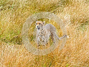 A cheetah watches from long grass