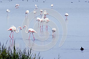 Flamingos