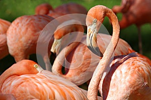 Flamingos