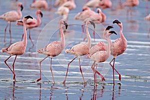 flamingos