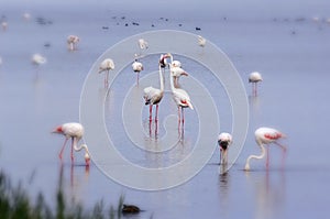 Flamingos