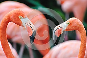 Flamingos