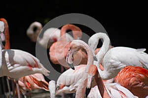 Flamingos