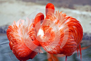 Flamingos