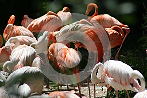 Flamingos