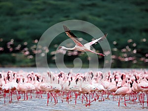 Flamingos