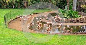 Flamingos