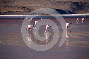 Flamingos