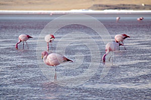 Flamingos