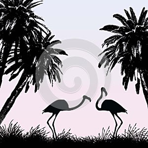 Flamingos