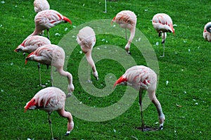 Flamingos