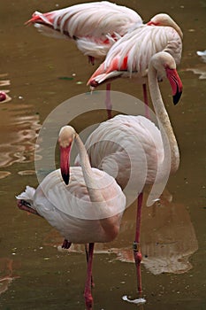The flamingos