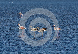 Flamingos in an abandoned salt pans of Ulcinj photo