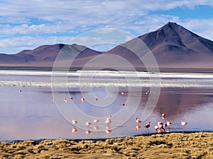 Flamingos on the altiplano photo