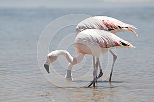 Flamingos at Atacama desert