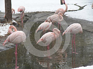 Flamingos in Ataturk Orman Cifligi