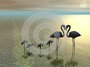 Flamingos