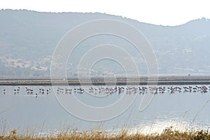 Flamingos in bay Kaloni Lesvos