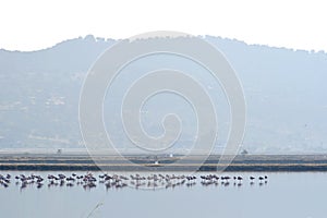 Flamingos in bay Kaloni Lesvos
