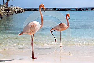 Flamingos at the beach