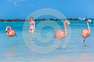 Flamingos beach. Aruba
