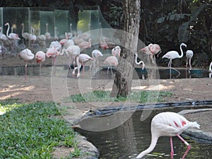 flamingos photo