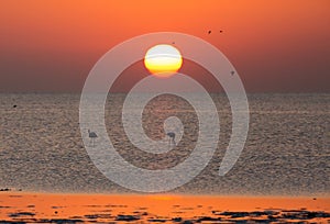 Flamingos are beautiful and gregarious wading birds