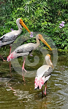 flamingos birds in the water, India.