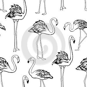 Flamingos black and white seamless pattern. Exotic wading birds in different postures. Detailed outline ink drawing.