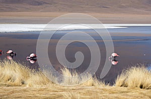 Flamingos in Bolivia altitude Laguna