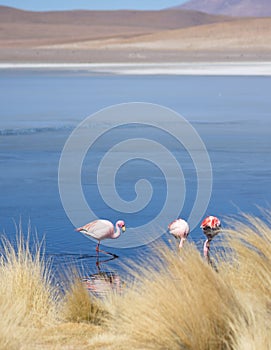 Flamingos in Bolivia natural reserve on the andes