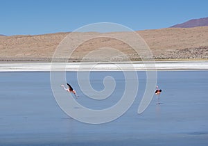 Flamingos in Bolivia natural reserve on the andes altiplano