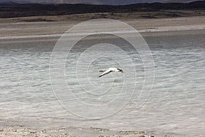 Flamingos in Bolivia. Stunning Bolivian lake and Mountain views.