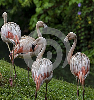 Flamingos at Brevard Zoo in Florida