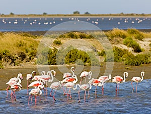 Flamingos in Camargue