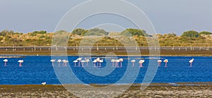 Flamingos in Camargue