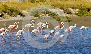 Flamingos in Camargue