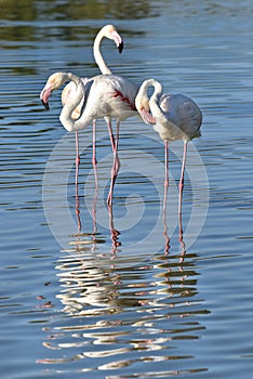 Flamingos in Camargue