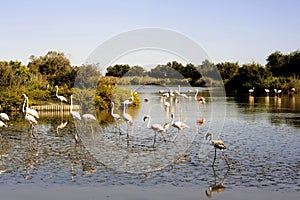 Flamingos in Camargue