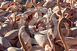 Flamingos , Camargue,France.