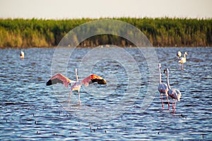 Flamingos on the Camargue