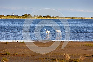 flamingos, Camargue, Provence, France